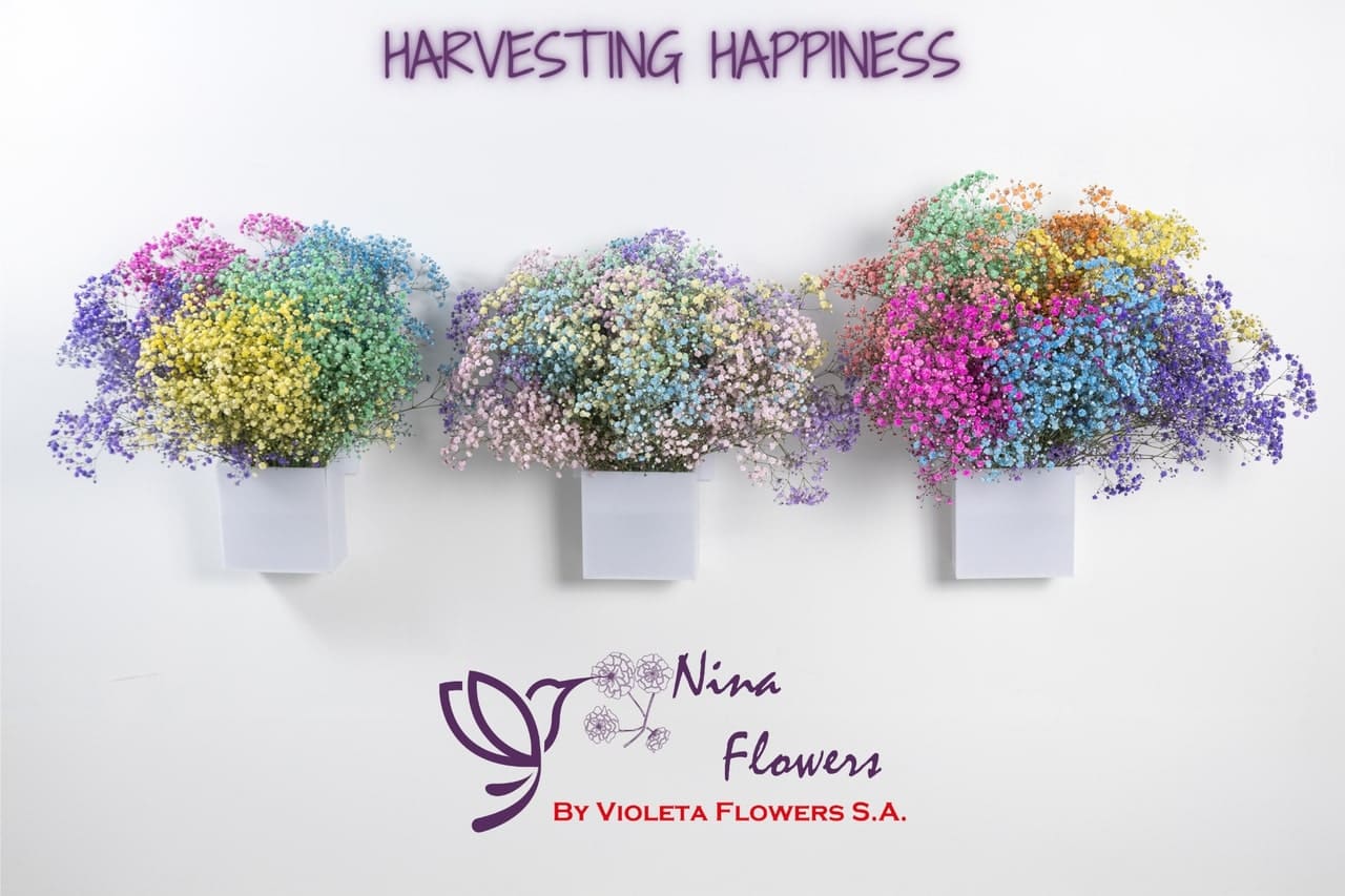 HARVESTING HAPPINESS 2